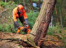 Best Tree Health Inspection  in Grand Mound, WA