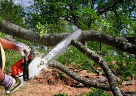 Tree and Shrub Care in Grand Mound, WA