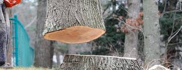 Trusted Grand Mound, WA Tree Care Experts