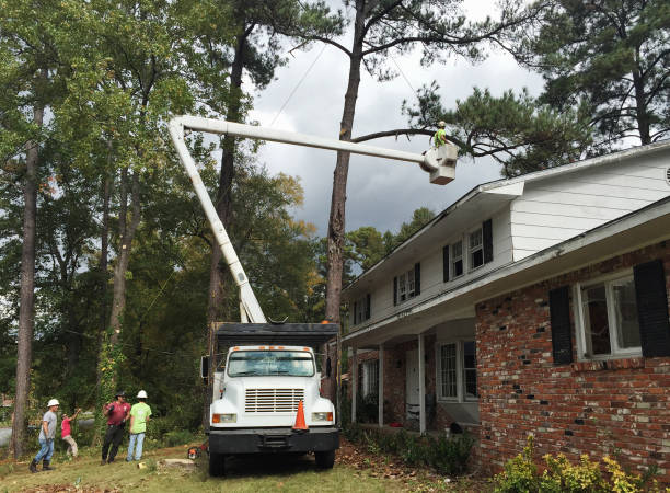 How Our Tree Care Process Works  in  Grand Mound, WA