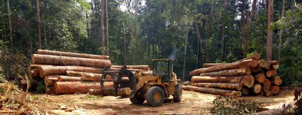 Best Tree Mulching  in Grand Mound, WA