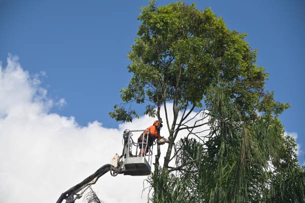 Best Fruit Tree Pruning  in Grand Mound, WA