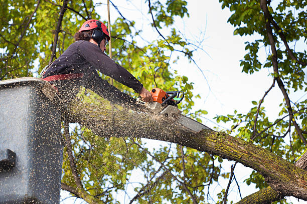 Pest Control for Lawns in Grand Mound, WA